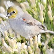 Verdin